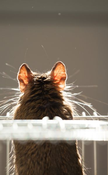 Controle de Roedores