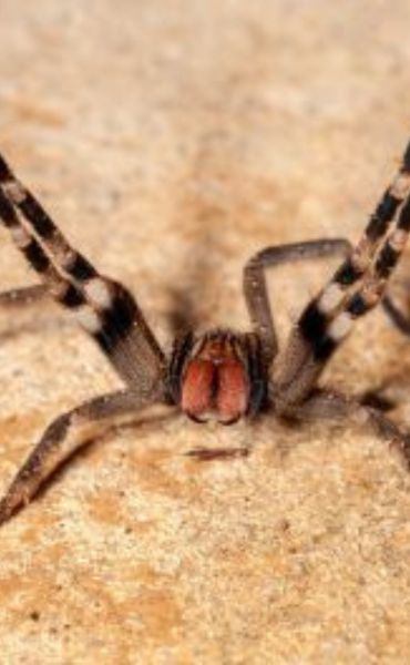 Controle de Aracnídeos